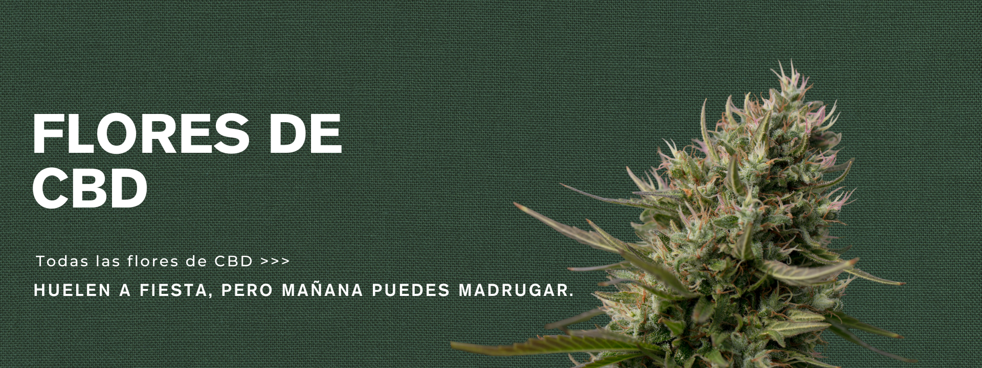 Banner top Umbro skipping